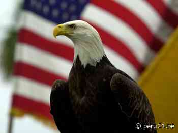 El águila calva ya es oficialmente el ave nacional de Estados Unidos