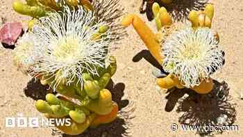 Illegal trade booms in South Africa's 'super-strange looking' plants