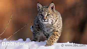 Bird flu kills 20 big cats at US animal sanctuary