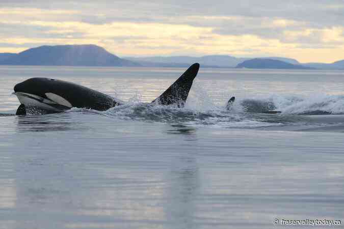 Orcas moved into the Arctic. It could be bad news for other whales, and humans too