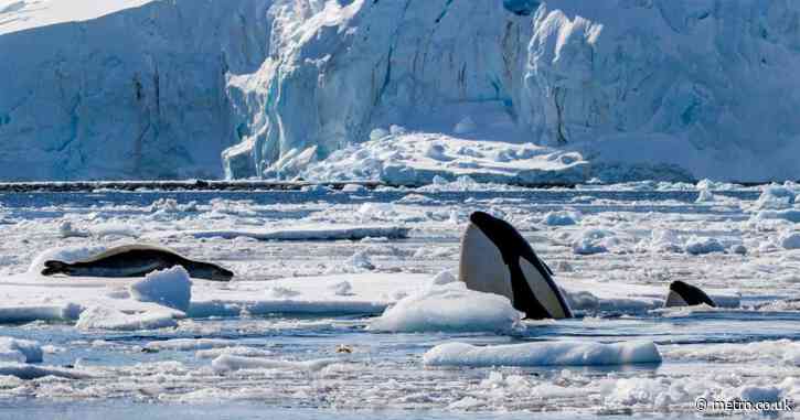 I followed killer whales in Antarctica – they aren’t the villain you think