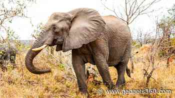 Well-Preserved 50,000-Year-Old Baby Mammoth Yana Unearthed in Siberia