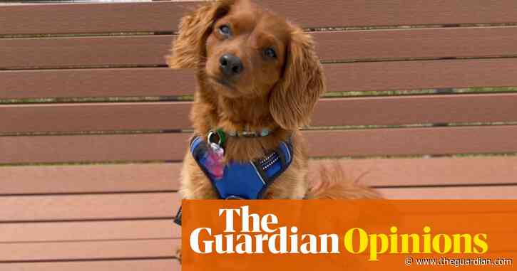 In a life of ups and downs, we have come to cherish our dog’s uncomplicated love | Ranjana Srivastava