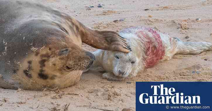 ‘Britain’s wildlife safari’: baby boom in Norfolk as seal colonies flourish