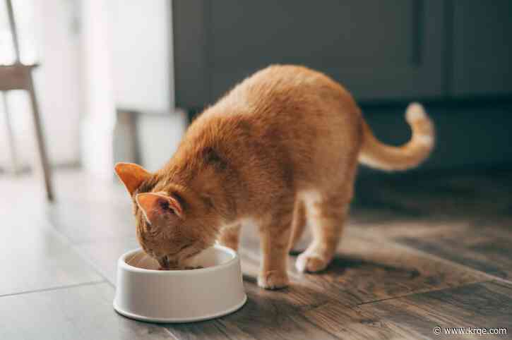 Cat food distributed to 12 states recalled after positive bird flu test; 1 cat dead