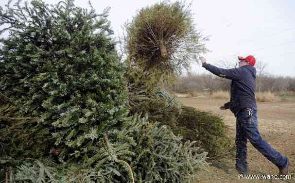 Here's how to recycle your Christmas tree in Allen County