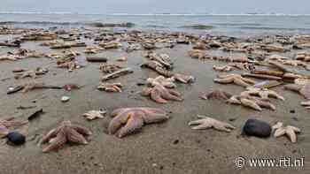 Nederlandse stranden overspoeld door zeesterren