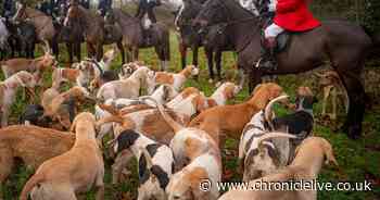 Government's pledge to ban trail hunting in spotlight as Boxing Day hunts meet