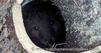 The dramatic operation to free fox cub trapped underground in pipe, as RSPCA reveals top rescues