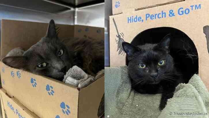 SPCA reports discovery of cats in abandoned vehicles in Vancouver and Abbotsford