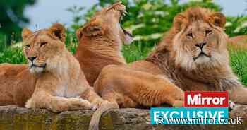 Adorable moment pride of lions rescued from Ukraine war celebrate first Christmas in UK