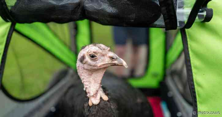 Pet turkey accompanies owner to 5km Parkrun