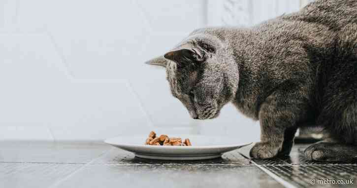 Pet food recalled for bird flu contamination after house cat eats it and dies