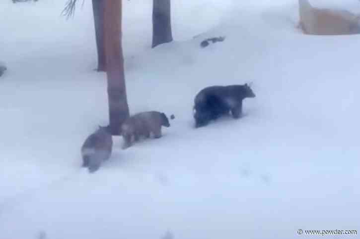 Mama Bear and Cubs Spotted Under California Ski Lift