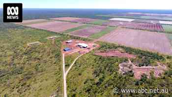 Melon grower sniffs an opportunity in big NT sandalwood land sell-off