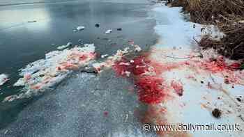 Chilling photos of blood-soaked snow at 'kill site' on frozen Alaska lake ignite terrifying theories