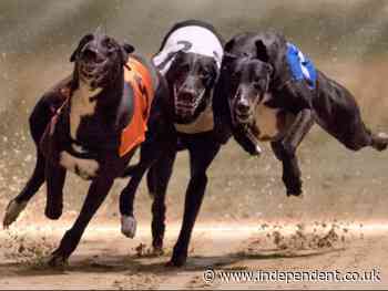 UK greyhound racing hit with drug scandal over illegal use of human ‘birth control pills’