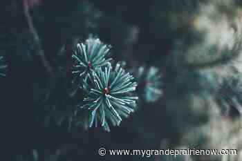 Christmas tree curbside collection starts January 6th in Grande Prairie