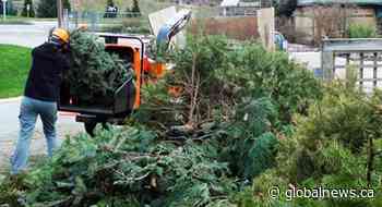 COMMENTARY: Take off the tinsel! What to do with your Christmas tree after the holidays