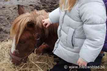 Pony Beely in Eksel overleden nadat hij schrok van vuurwerk: “Mijn dochter is er kapot van”