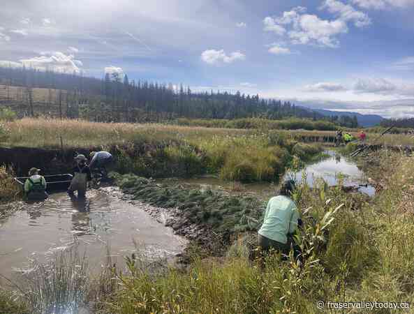 B.C. team building 100 beaver ‘starter homes’ in the name of wetland preservation