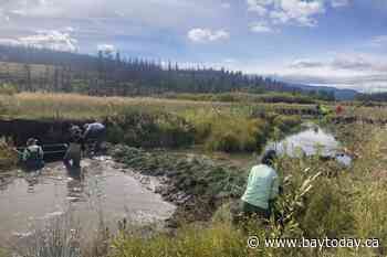 B.C. team building 100 beaver 'starter homes' in the name of wetland preservation