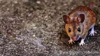 Mice VR Headsets Revolutionise Brain Activity Studies and Behavioural Research