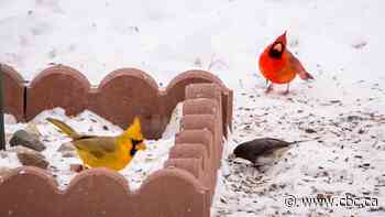 'It's striking:' Michigan woman finds ultra-rare yellow cardinal in her yard