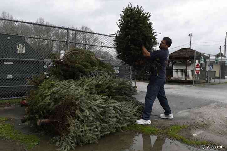 DC, Maryland and Virginia share Christmas tree recycling plans ahead of New Year’s Day