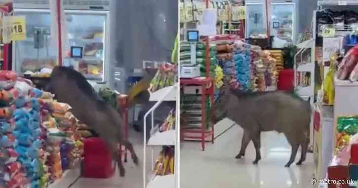 Wild boar wreaks havoc after sneaking into supermarket