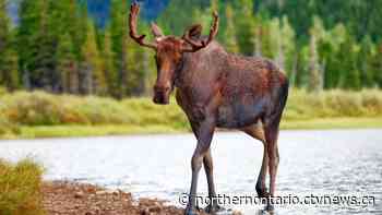 Five southern Ont. hunters fined $37K for moose hunt offences in northern Ont.