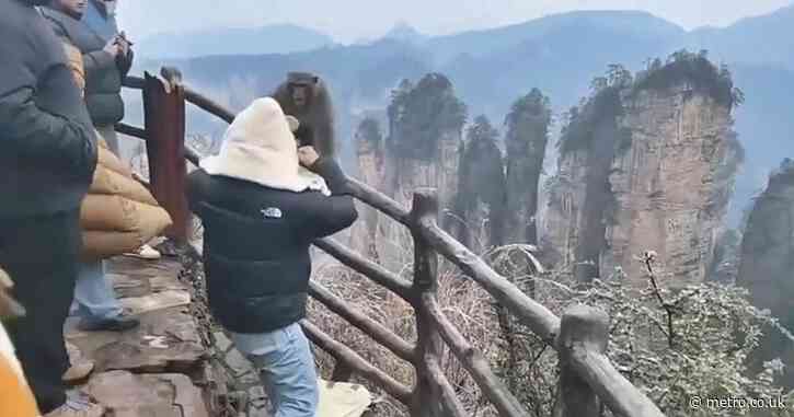 Moment tourist punches ‘particularly vicious’ monkey