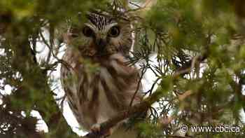 Windsor-Essex Christmas bird counters spot a rare blackbird - and a few different owls