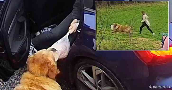 Golden retriever ruins family holiday after running off with whole turkey