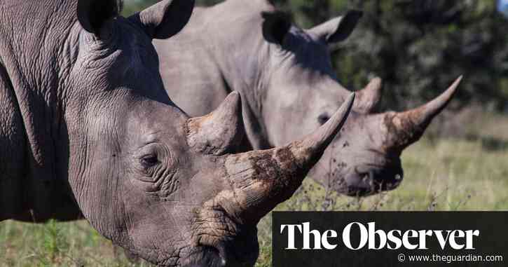 ‘We have to change our attitude’: wildlife expert says rhino horn trade must be legalised