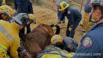 Calif. firefighters save horse trapped under fence