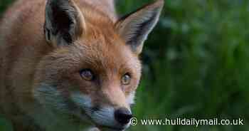 Should there be stronger penalties for fox hunts breaking the law? Have your say