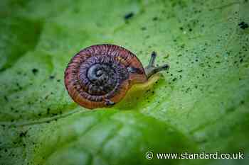 Snails on ‘edge of extinction’ released into wild after UK breeding success