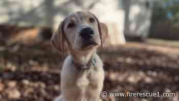 N.C. FD adopts abandoned pup as therapy dog for firefighters