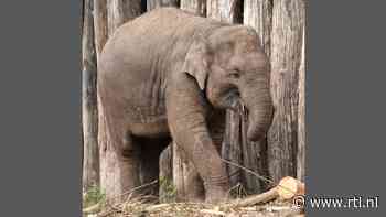 Olifant in dierentuin Amersfoort komt klem te zitten en sterft