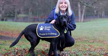 I spent a day with a Guide Dogs Puppy Raiser volunteer to learn about the essential role