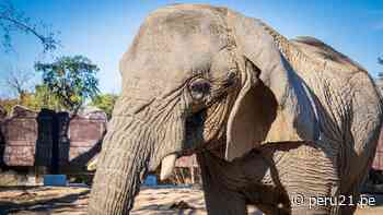 Muere Yoyo, la elefanta africana más longeva del Zoo de Barcelona: Un ícono de su especie