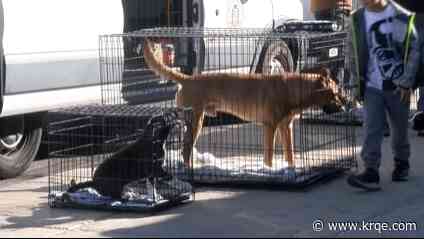 Lucky Paws mobile van stops by Boofy's