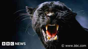 On the trail of Scotland's mysterious big cats