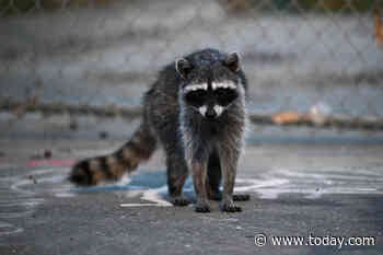 Raccoon attacks infant inside his Idaho home