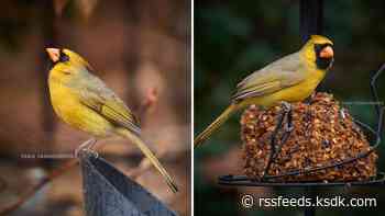 'Once-in-a-lifetime' cardinal photographed by St. Louis Cardinals photographer