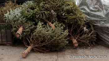 Missouri Christmas trees put to good use after holiday season