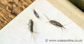 Brits asked to learn silverfish warning signs as "infestations likely" during winter