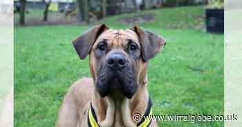 Wirral Globe dog of the week: Gentle giant seeks a new home