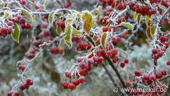 Zierapfel im Garten: Winterlicher Farbtupfer mit gesunden Früchten